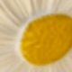 新A