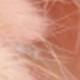 Light Pink Rabbit Tail Grass 4