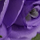 Purple 1