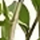 多色