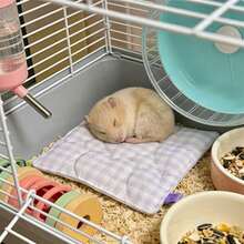 1pc Pet Mat Rabbit Bedding, Rabbit Winter Warm Bedding, All-Season Small Pet (E.G. Hamster, Rabbit, Guinea Pig) Sleeping Bed - Multicolor - View 3