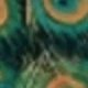 Multicolor