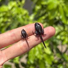 50入軟質小/大餌魚附鉤 - 逼真浮水動作路亞 - TPE材質適用於淡水與鹹水 - 深色人造魚餌 - 飛釣與釣竿釣魚，路亞餌 - 彩色 - 查看 3