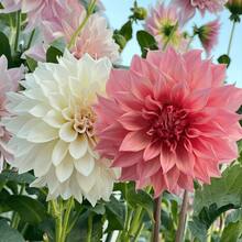 100 Dalias Pompon de Calidad: Impresionante Germinación, Crecimiento Resistente y Tonos Ricos para Atraer a los Polinizadores. Ideal para jardines de patios, parques municipales y terrenos agrícolas, ¡disfruta de su belleza! - 100 semillas - Ver 2