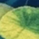 Multicolor