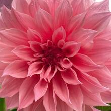 100 Dalias Pompon de Calidad: Impresionante Germinación, Crecimiento Resistente y Tonos Ricos para Atraer a los Polinizadores. Ideal para jardines de patios, parques municipales y terrenos agrícolas, ¡disfruta de su belleza! - 100 semillas - Ver 5