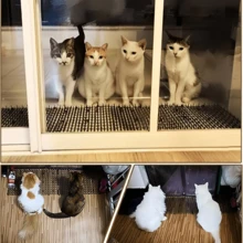 30cm Wide X 150cm Long, Black, Best-Selling Anti-Cat Rolling Mat, Cat Repellent Spike Mat, Balcony/Roof Anti-Pet Stepping Mat, Pet Supplies. - one-size - View 4
