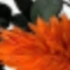 Orange-green 1