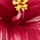彩色