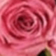 花泥
