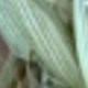 Greenish-brown