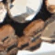 FG921 - Brown