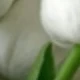 Pure White