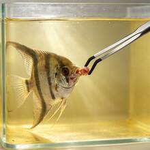 25cm 雙用不鏽鋼鑷子，適用於爬蟲類與魚缸，直頭或彎頭，黑色浸塑頭，防鏽耐腐蝕，多功能餵食、種植與清潔用 - 24.5cm/9.65IN彎鑷 - 查看 8
