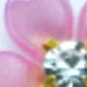 Colorful Five-petaled Flower