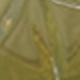 أخضر