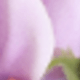 Mauve Purple