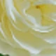 Milky White