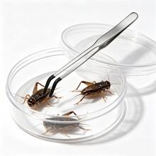 水族造景必備 25cm/9.84IN 直頭水族修剪工具 24cm/9.65IN 彎頭不鏽鋼水草鑷子 水草種植工具 水族清潔套組 爬蟲蜥蜴餵食夾附PVC保護套 - C-銀色 - 查看 10
