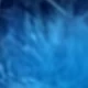 Light Blue Rabbit Tail Grass