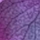 Black-purple Gradient