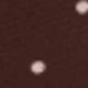Brown Polka Dots