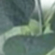 綠色