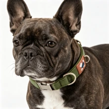 Dog Collar And Pet Neck Strap, Suitable For Small, Medium And Large Dogs, Ideal For Outdoor Use To Prevent Your Beloved Pet From Getting Lost - Army Green - View 6