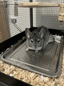 夏季涼感不鏽鋼寵物床附冰墊，小型犬、倉鼠、兔子及其他小動物適用的即時冷卻墊，透氣穿孔設計促進冷空氣循環，可水洗耐用夏季寵物用品 - A - 查看 5