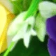 Yellow + Purple