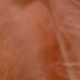 Orange Pink Rabbit Tail Grass