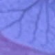 Pink-purple-blue Gradient