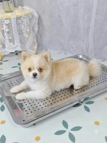 夏季涼感不鏽鋼寵物床附冰墊，小型犬、倉鼠、兔子及其他小動物適用的即時冷卻墊，透氣穿孔設計促進冷空氣循環，可水洗耐用夏季寵物用品 - A - 查看 3