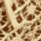 金淺黃