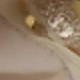 Apricot With Gold Trim