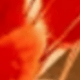 Orange-red Rabbittail Grass