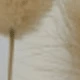 White Brown Rabbit Tail Grass