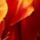 橘紅