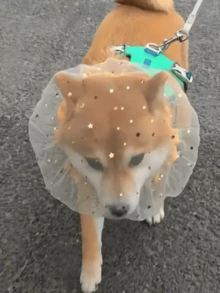 1pc Dog Anti-Ingestion Head Cover, Pet Outdoor Anti-Scavenging Mesh Hood, Breathable Mosquito-Proof Protective Head Cover, Dog Walking Anti-Eating Anti-Licking Anti-Biting Mesh Cover, Suitable For Medium And Small Dogs (Such As Teddy Dogs And Bichon Frise) Anti-Ingestion Mesh Dog Cover - Multicolor - View 3