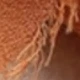 Coffee Orange Light Pink