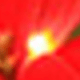 暖白聖誕花