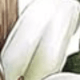 White Lilies