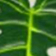 彩色