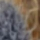 Blue-brown