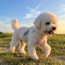 Soft Pink Bow Pet Leash Set, Light Yellow Breathable Fabric Cat & Dog Universal Harness - Pink - View 3