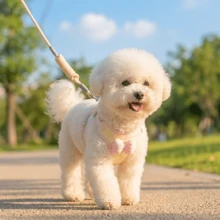 Soft Pink Bow Pet Leash Set, Light Yellow Breathable Fabric Cat & Dog Universal Harness - Pink - View 6