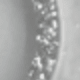 Sparkling Silver Bow Flower