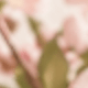Cherry Blossom Essential Oil