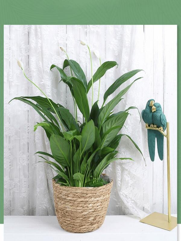 1pc Handmade Woven Plant Pot Cover, Straw Woven Flower Pot Rattan Basket, Seagrass Rope Basket, Hanging Flower Pot, Suitable For Home Living Room, Rattan/Bamboo Handmade Craft Flower Basket, Trash Can Storage Basket, Gardening Valentine's Day, Wedding, Birthday Basket