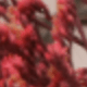 紅色情人草
